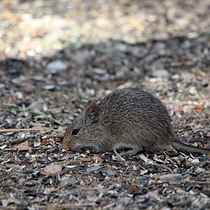 yellow-nosed cotton rat (Sigmodon ochrognathus)