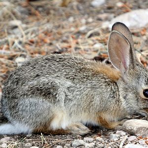 desert cottontail (Sylvilagus audubonii)