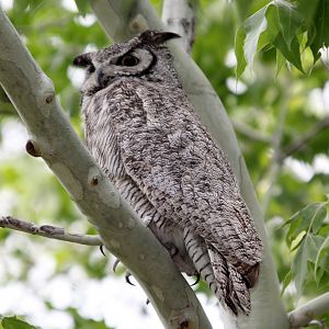 Great Horned Owl (Bubo virginianus)
