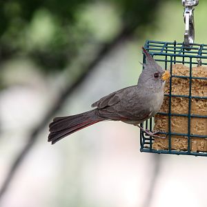 Pyrrhuloxia (Cardinalis sinuatus)