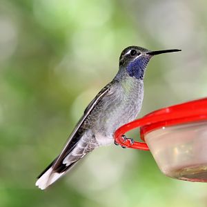 Blue-throated Mountain-Gem (Lampornis clemenciae)