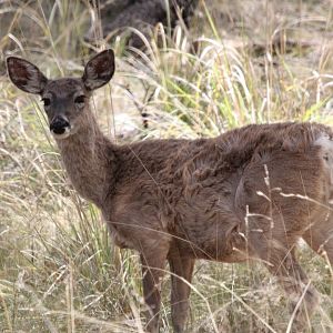 Coues Whitetail  (Odocoileus virginianus couesi)