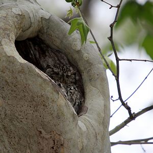 Whiskered screech-owl (Megascops trichopsis)
