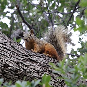 Mexican fox squirrel (Sciurus nayaritensis)