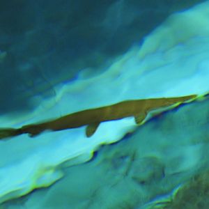Shortnose Gar (Lepisosteus platostomus)