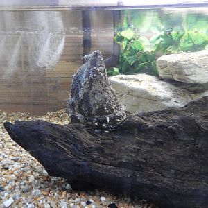 Alligator Snapping Turtle (Macrochelys temminckii)