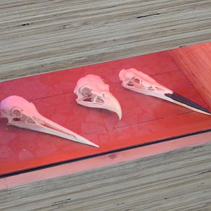 Bird Skull Display - Great Lakes Future - Reiman Aquarium