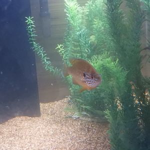 Pumpkinseed (Lepomis gibbosus)