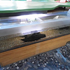 Alligator Snapping Turtle tank - Great Lakes Future - Reiman Aquarium