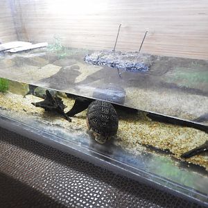Blanding's Turtle/Pumpkinseed tank - Great Lakes Future - Reiman Aquarium