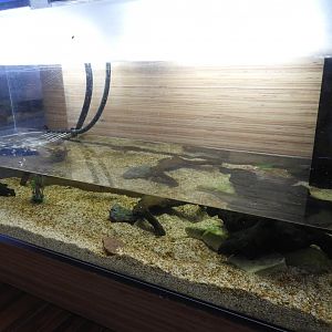 Spiny Softshell Turtle/Rock Bass/Bluegill tank - Great Lakes Future - Reiman Aquarium