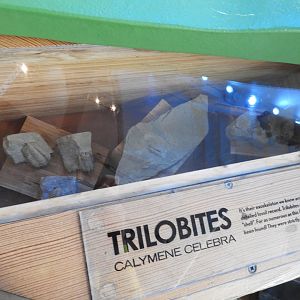 Trilobites (Calymene celebra) fossils - Great Lakes Future - Reiman Aquarium