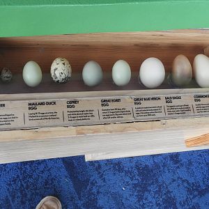 Bird Egg Display - Great Lakes Future - Reiman Aquarium