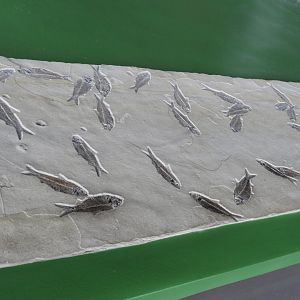 Fish fossils - Great Lakes Future - Reiman Aquarium