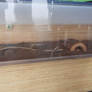 Corn Snake terrarium - Great Lakes Future - Reiman Aquarium