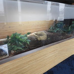 Common Box Turtle terrarium - Great Lakes Future - Reiman Aquarium