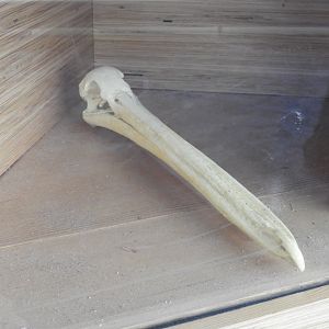 American White Pelican (Pelecanus erythrorhynchos) skull - Great Lakes Future - Reiman Aquarium