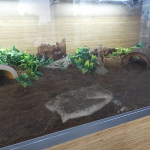 Wood Turtle terrarium - Great Lakes Future - Reiman Aquarium