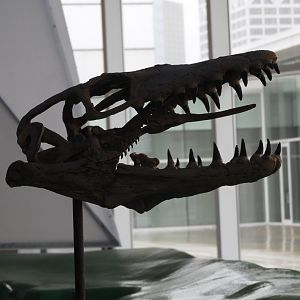 Mosasaur skull - Great Lakes Future - Reiman Aquarium