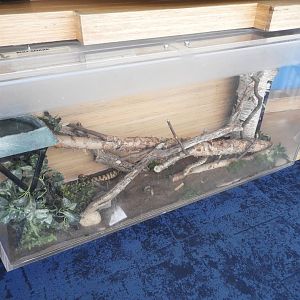 Bullsnake terrarium - Great Lakes Future - Reiman Aquarium