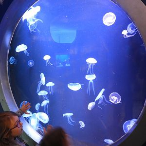 Moon Jelly tank - Reiman Aquarium