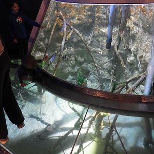 Amazon River Tank - Reiman Aquarium