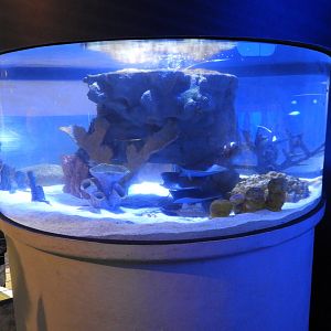 Indo-Pacific Reef tank - Reiman Aquarium
