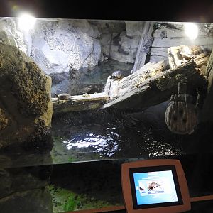 Painted Turtle/Northern Map Turtle/Red-eared Slider tank - Reiman Aquarium