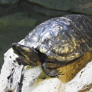 Red-eared Slider (Trachemys scripta elegans)