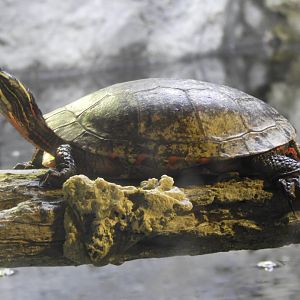 Painted Turtle (Chrysemys picta)