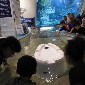 Touch Tanks - Reiman Aquarium
