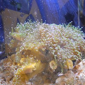 Pajama Cardinalfish tank - Reiman Adventure Submarine - Reiman Aquarium