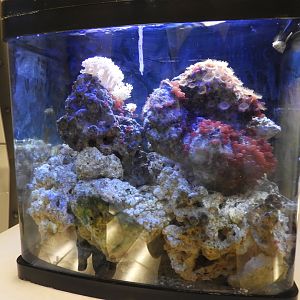 Marine snail tank - Reiman Adventure Submarine - Reiman Aquarium