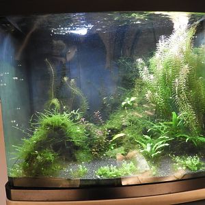 Cherry Shrimp + freshwater snail tank - Reiman Adventure Submarine - Reiman Aquarium