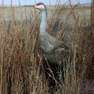Sandhill crane (Grus canadensis)