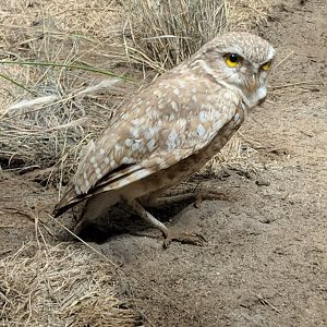 Burrowing owl (Athene cunicularia)