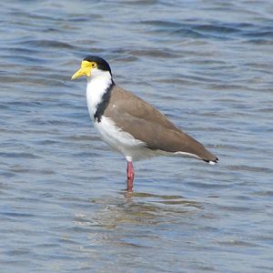 Masked lapwing