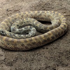 Bullsnake (Pituophis catenifer sayi)