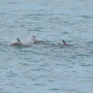 Dusky dolphins