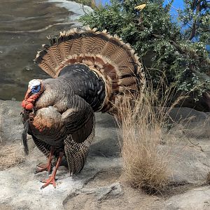Rio Grande wild turkey (Meleagris gallopavo intermedia) (bottom left) and Eastern tiger swallowtail butterfly (Papilio glaucus) (top center right)