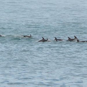 Dusky dolphins