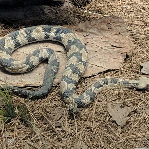 Timber rattlesnake (Crotalus horridus)
