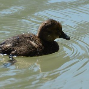 Juvenile scaup