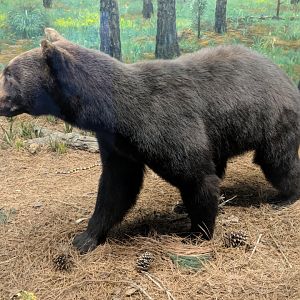 American black bear (Ursus americanus)