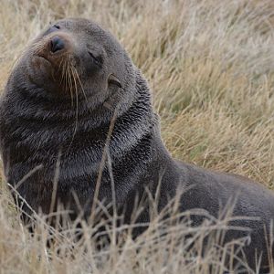 Fur seal