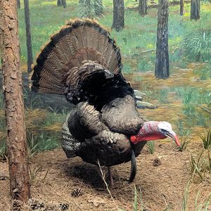 Eastern wild turkey (Meleagris gallopavo silvestris)