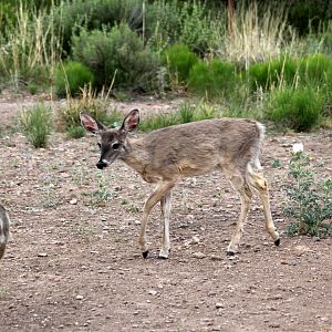 Coues Whitetail  (Odocoileus virginianus couesi)