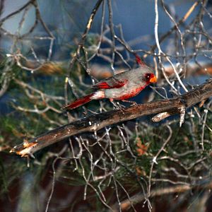 Pyrrhuloxia (Cardinalis sinuatus)