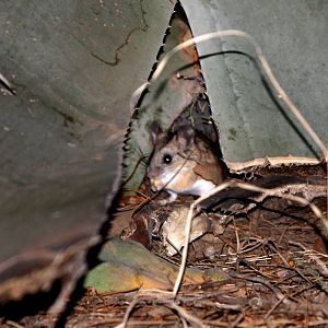 Pack Rat (Neotoma sp.) Species level ID?