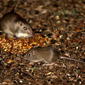 desert pocket mouse (Chaetodipus penicillatus) with Bailey's pocket mouse (Chaetodipus baileyi) in background